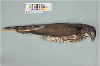 藏品(鳳頭蒼鷹)的圖片